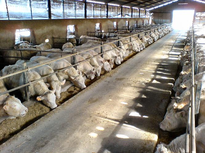 L'allevamento di bovini da carne della Stalla Sociale di Monastier