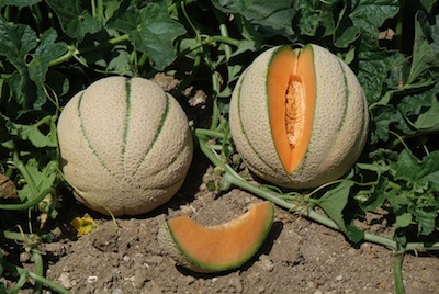 Thales, una delle varietà di melone di Syngenta