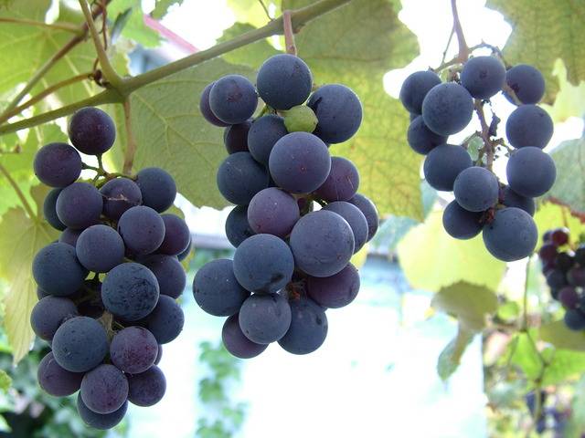 Il Gruppo Cevico rappresenta il 2,5% della produzione del vino in Italia