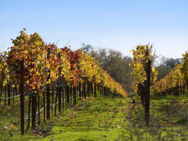 Parte in Veneto la rete per l'innovazione vitivinicola, promossa dalla Regione