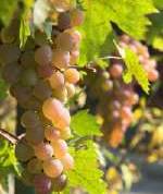 Misure agro-ambientali e interventi di ammodernamento per le aziende vitivinicole toscane