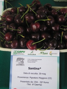 Santina*, una delle nuove varietà di ciliegie proposte da Vitroplant