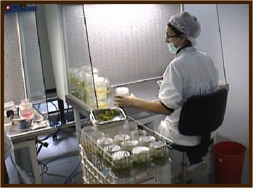 Laboratorio Vitroplant per la micro-propagazione