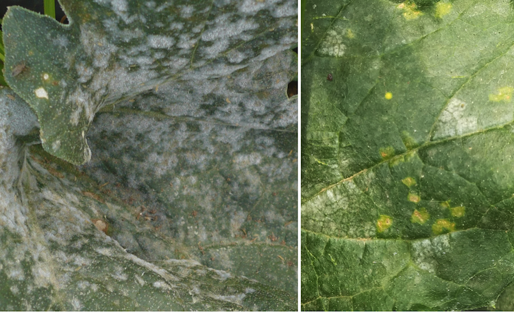 A sinistra foglia di zucchino colpita da oidio, a destra infezione da peronospora