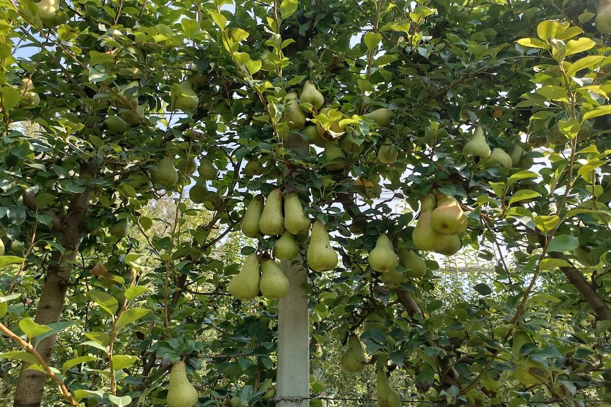 Gli impianti di Abate su Conference autoradicato sono più produttivi e stabili