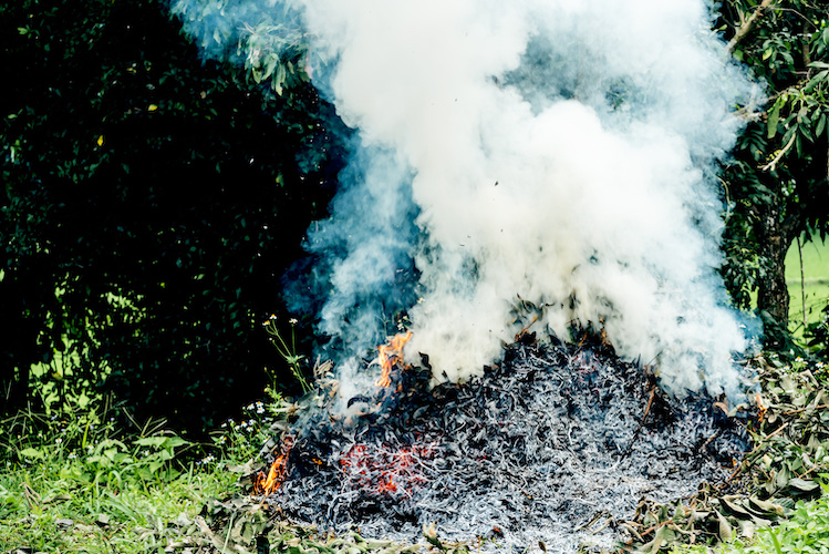 I residui vegetali delle piante sintomatiche distrutte o potate dovranno essere tutti bruciati (Foto di archivio)