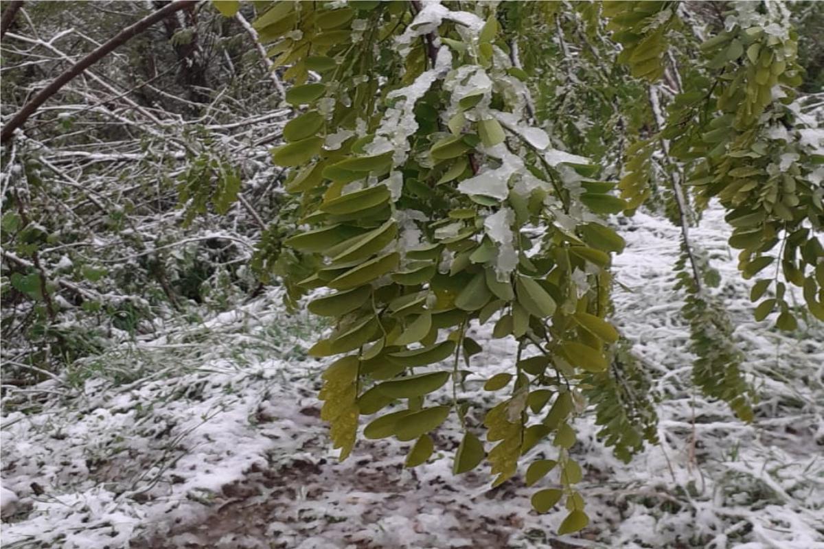 Rami di acacia piegati dalla neve in Garfagnana (Lu)
