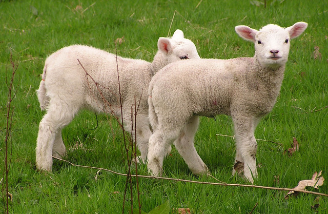 Crisi ovi-caprina, l'importanza dell'aggregazione dei produttori