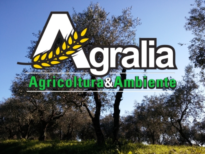 Il logo della fiera di Agralia sullo sfondo di un oliveto