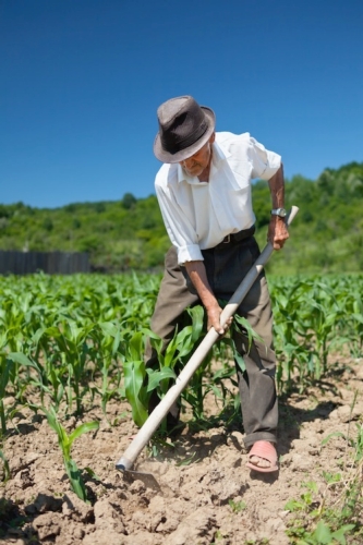 Il10% dei lavoratori agricoli ha più di 65 anni