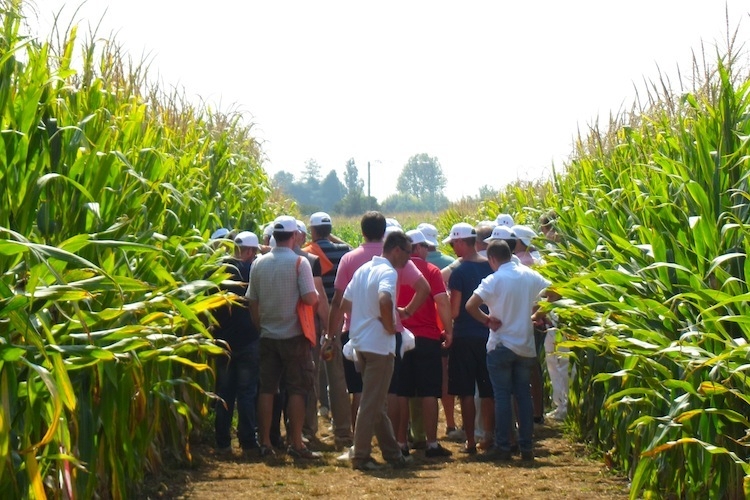 Un gruppo di agricoltori in campo per una visita a parcelle dimostrative