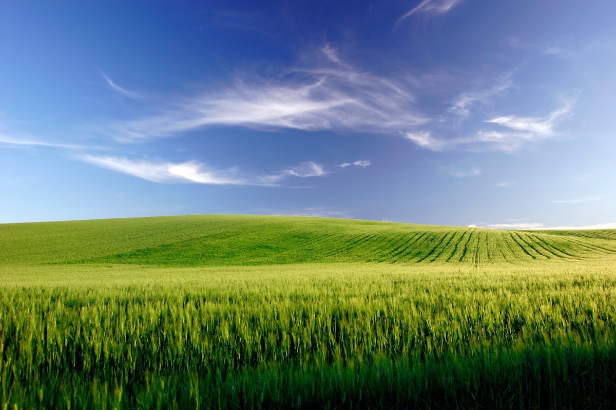 agricoltura-campo-di-grano-cielo-azzurro-cereali-by-franco-deriu-adobe-stock-1200x800.jpeg