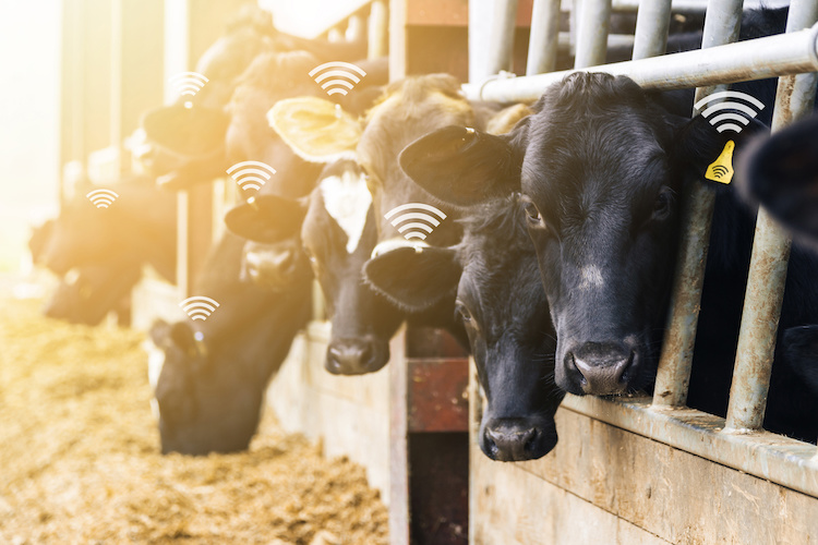agricoltura-digitale-tecnologie-allevamento-vacche-eartag-by-lukesw-adobe-stock-750x500