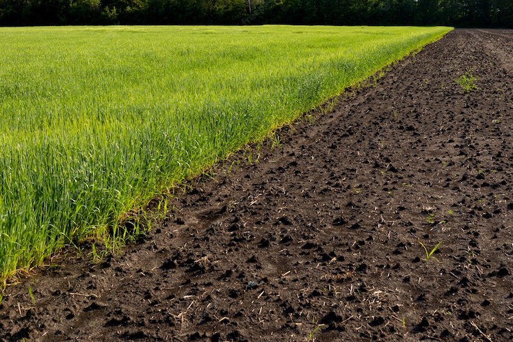agricultural-field-with-young-sprouts-grain-culture-plowed-unseeded-field-fallow-concept-diagonal-edge-field-fonte-fomet.jpg