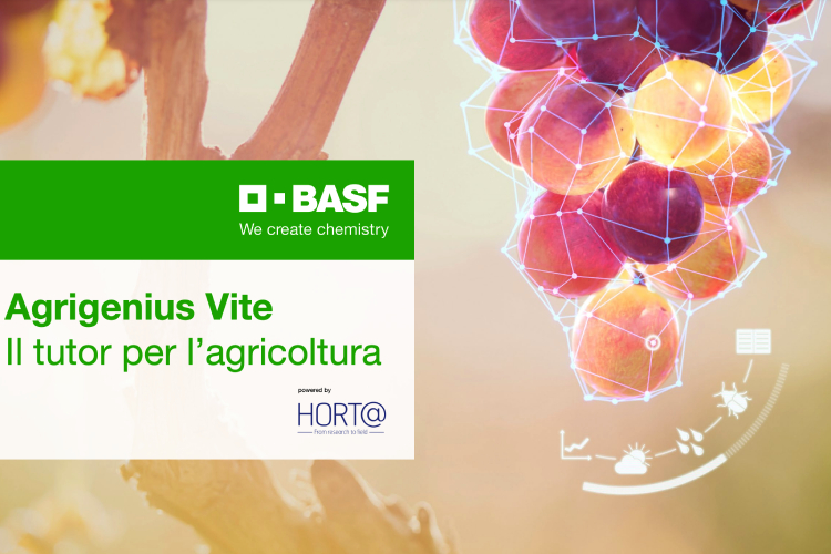 Agrigenius Vite è il Dss di BASF pensato per i viticoltori