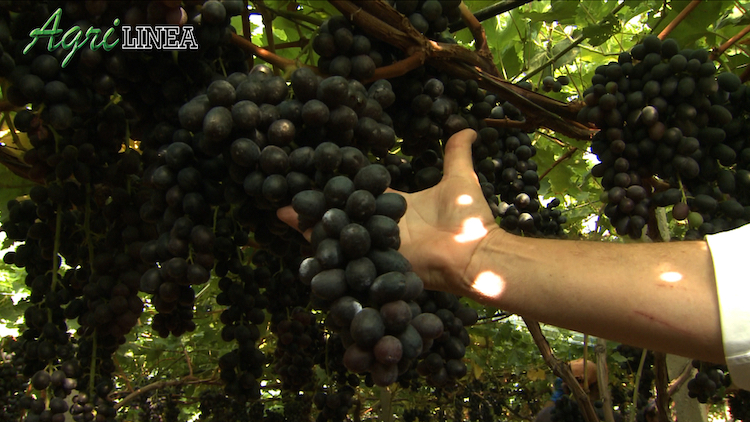 La puntata di Agrilinea è stata dedicata all'innovazione varietale realizzata in Puglia
