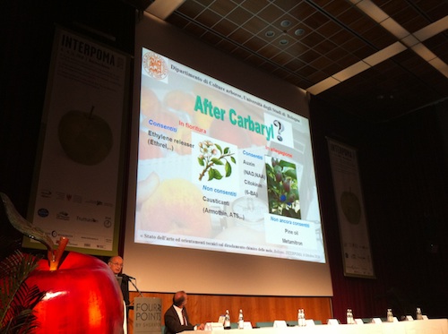 Guglielmo Costa, Dca-Università di Bologna, presenta la sintesi della recente esperienza sperimentale Europea in merito al diradamento chimico delle mele