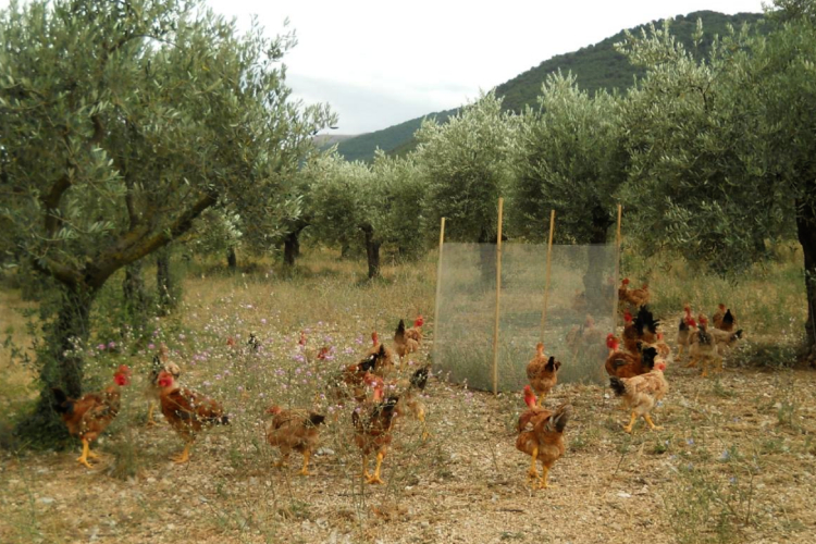 Polli che razzolano in un oliveto