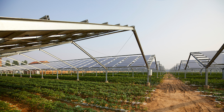 agrovoltaico-agrivolaico-fotovoltaico-pannelli-solari-coltivazione-agricoltura-fonti-rinnovabili-by-jeson-adobe-stock-750x375.jpeg