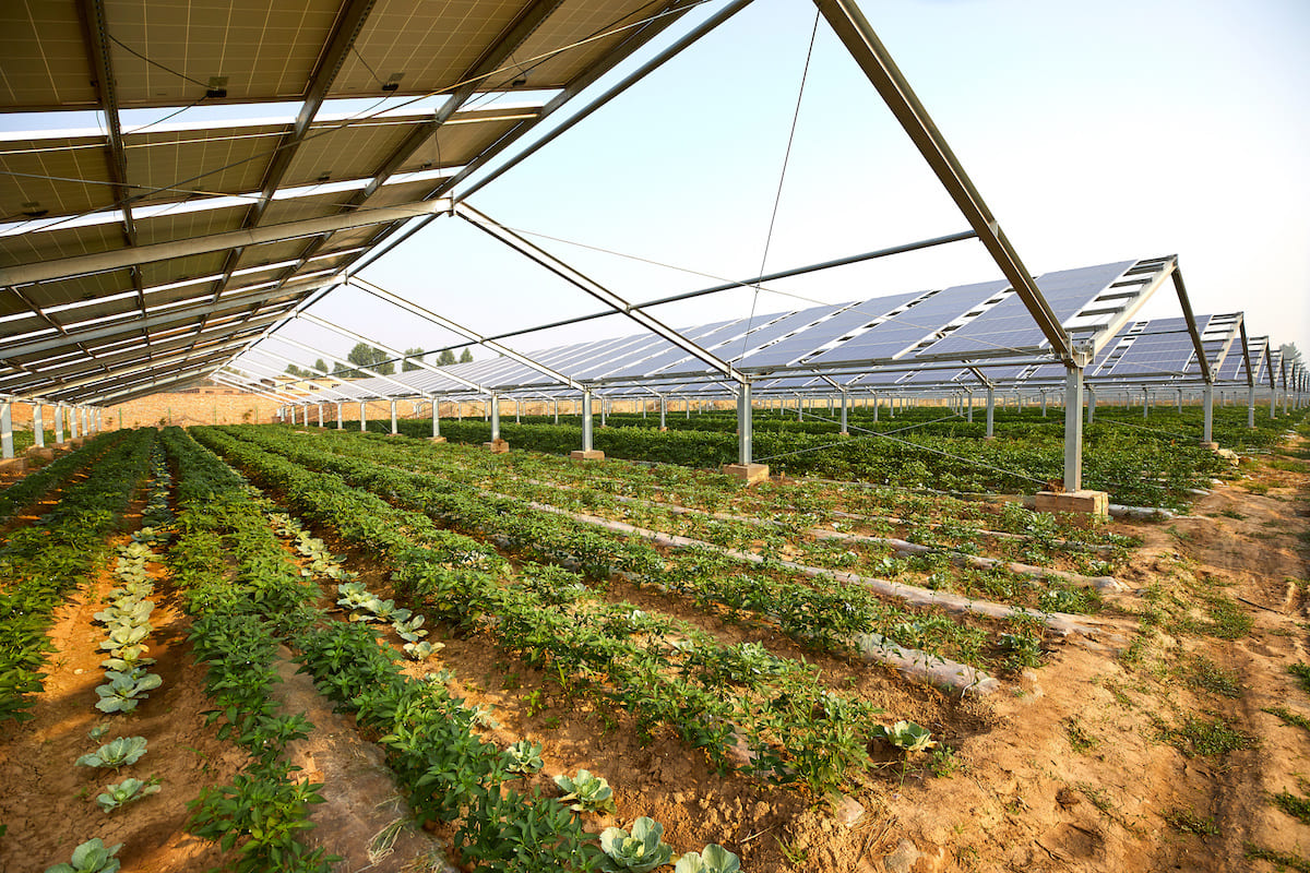 L'agrivoltaico è la soluzione per produrre energia verde senza consumare suolo (Foto di archivio)