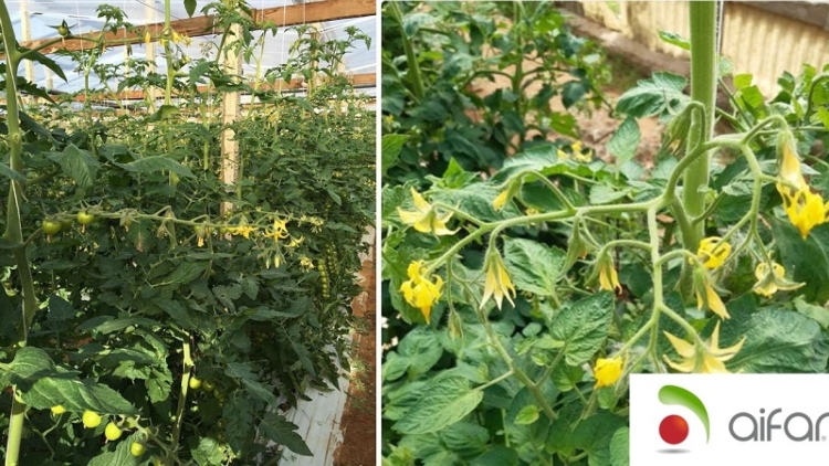 Pomodoro in serra: Effetto Carboflor fogliare, più effetto Brachetto, Edron Plus, Vigor Mac e Ikasu