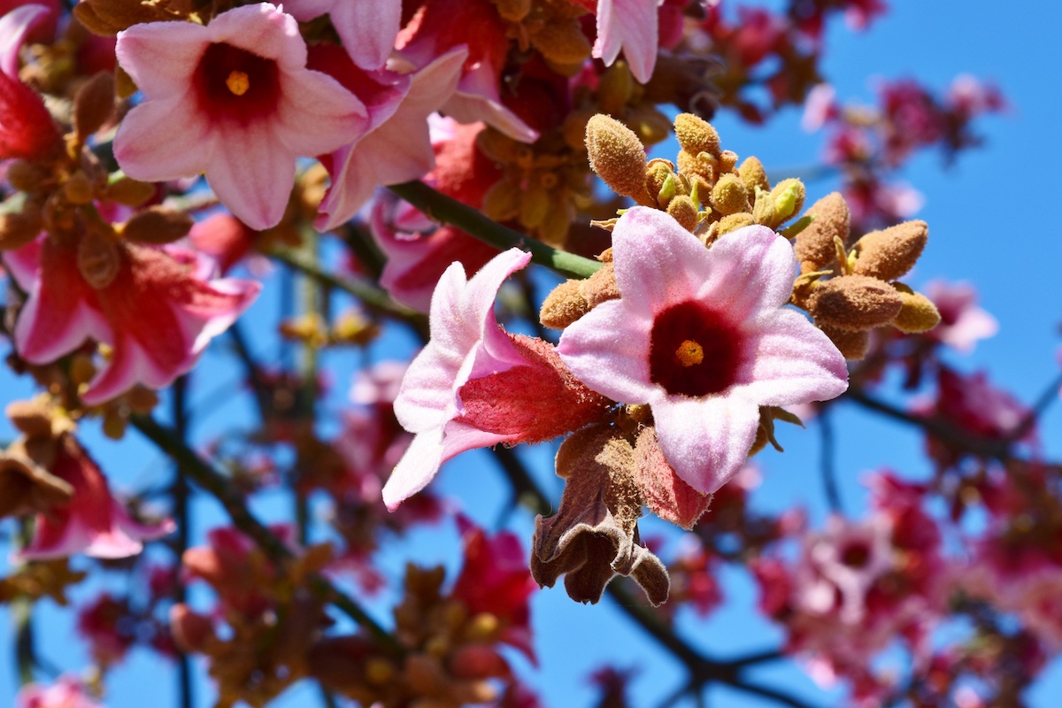 Brachychiton discolor, una fioritura meravigliosa