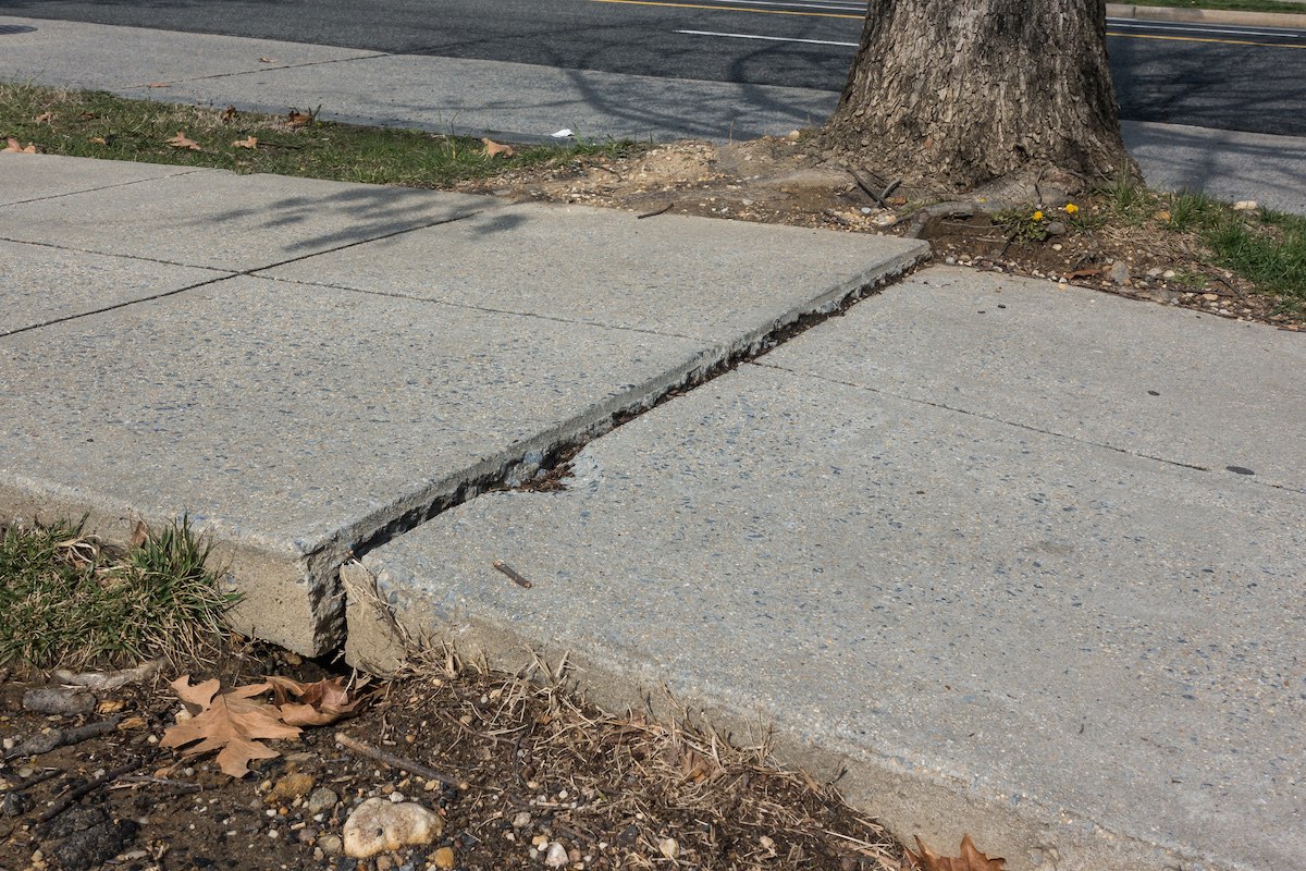 Se l'albero non ha un adeguato volume di suolo, lo sviluppo delle sue radici può causare danni alle pavimentazioni stradali (Foto di archivio)