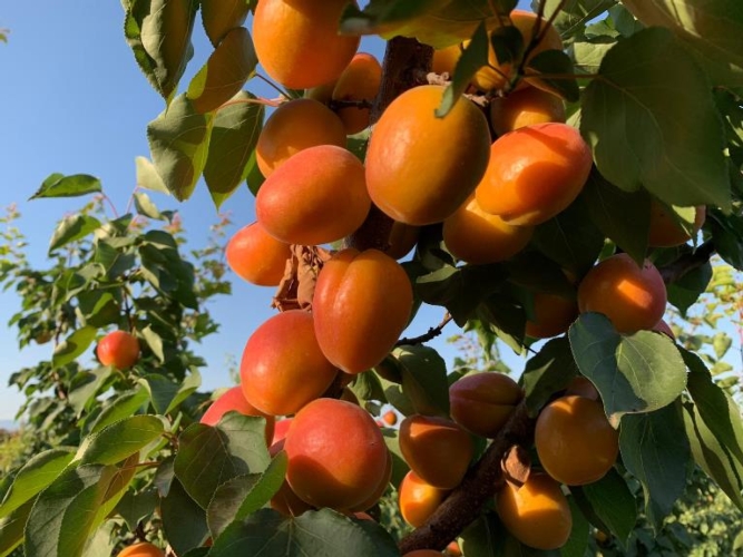 Albicocche mature pronte per essere colte: nella Sibaritide la produzione complessiva di frutta fresca estiva è stimata in 500mila quintali all'anno
