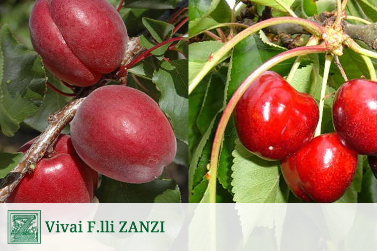 Per l'albicocco varietà a buccia interamente rossa e per le ciliegie sapore dolce e bel colore rosso scuro brillante