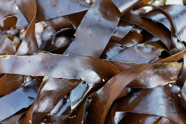 Estratti algali e di lieviti possono mitigare gli stress idrici e termici (Foto di archivio)
