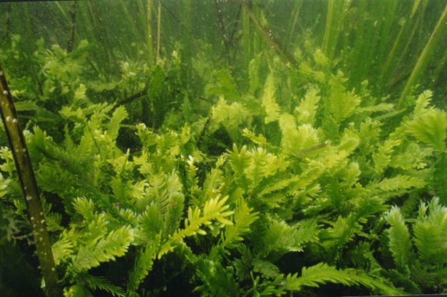 Energia rinnovabile da un'alga unicellulare