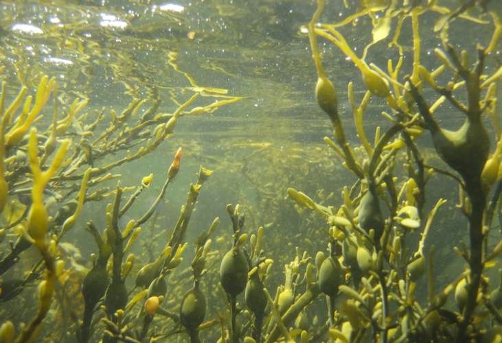 alghe-fonte-biogard.png