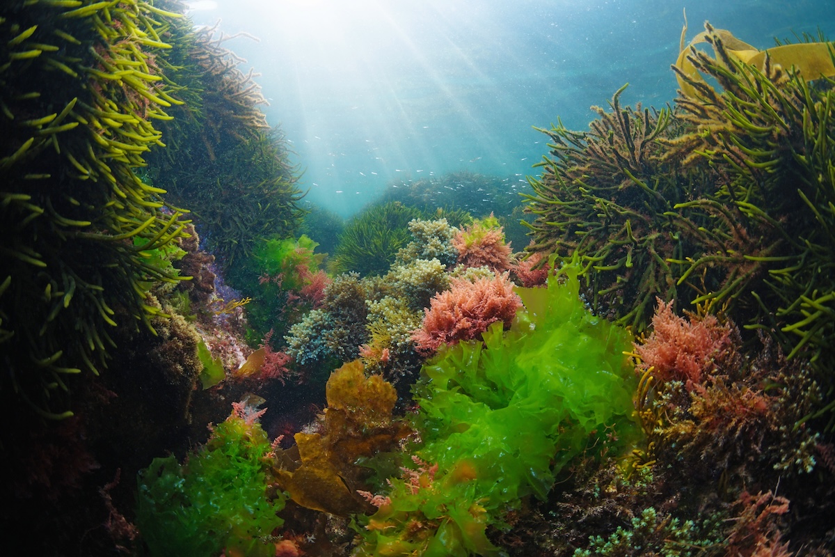 Le alghe sono una fonte di macro e micronutrienti essenziali