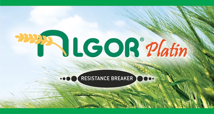 Algor Platin: doppia difesa su frumento e orzo con il diserbo in pre-emergenza o post-precoce