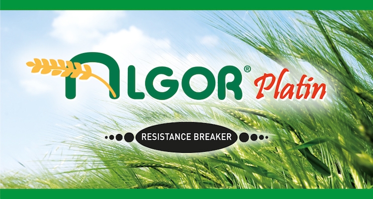 Algor Platin: doppia difesa su frumento e orzo con il diserbo in pre-emergenza o post precoce