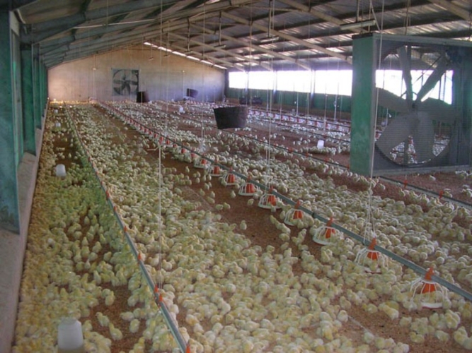 Malattia con forte capacità di diffusione, l’influenza aviaria riesce a superare anche le efficienti misure di biosicurezza messe in atto dagli allevamenti