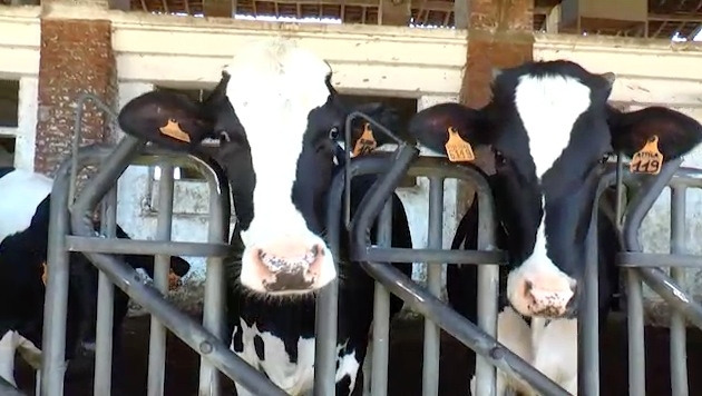 Secondo i dati di Coldiretti, nel 2015 hanno chiuso circa mille stalle da latte