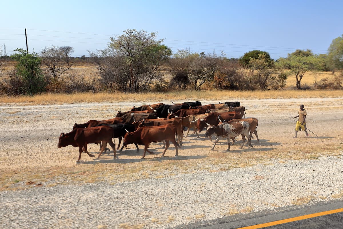 I bovini possono offrire una soluzione al problema della fame, in particolare nelle aree meno sviluppate (Foto di archivio)