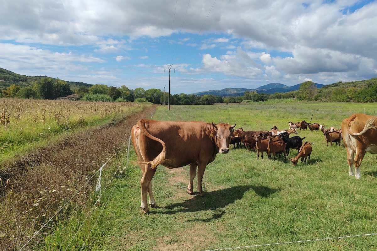 Fare agricoltura rigenerativa in Italia