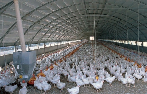I consumi di carni di pollo in Italia  (nella foto un allevamento di broiler) si fermano a 13,6 kg pro-capite contro una media europea di 17,8 kg