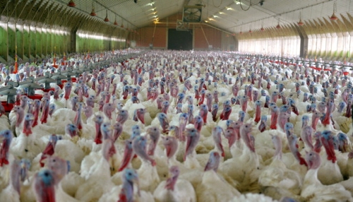  La produzione di carni avicole ha segnato solo un piccolo arretramento, per lo più dovuto al calo produttivo nel comparto dei tacchini