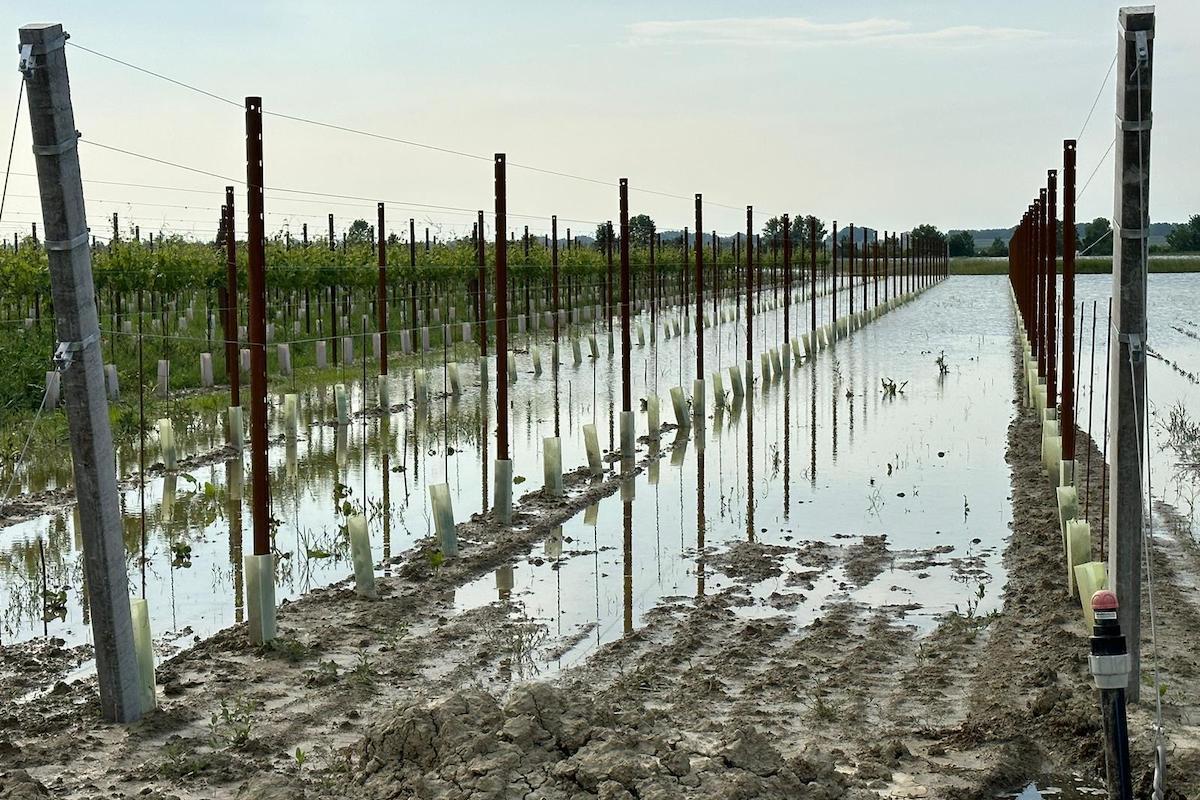 Alluvione in Romagna: colpito l'11% del grano tenero italiano, ma anche significative percentuali delle produzioni di frutta fresca e ortive