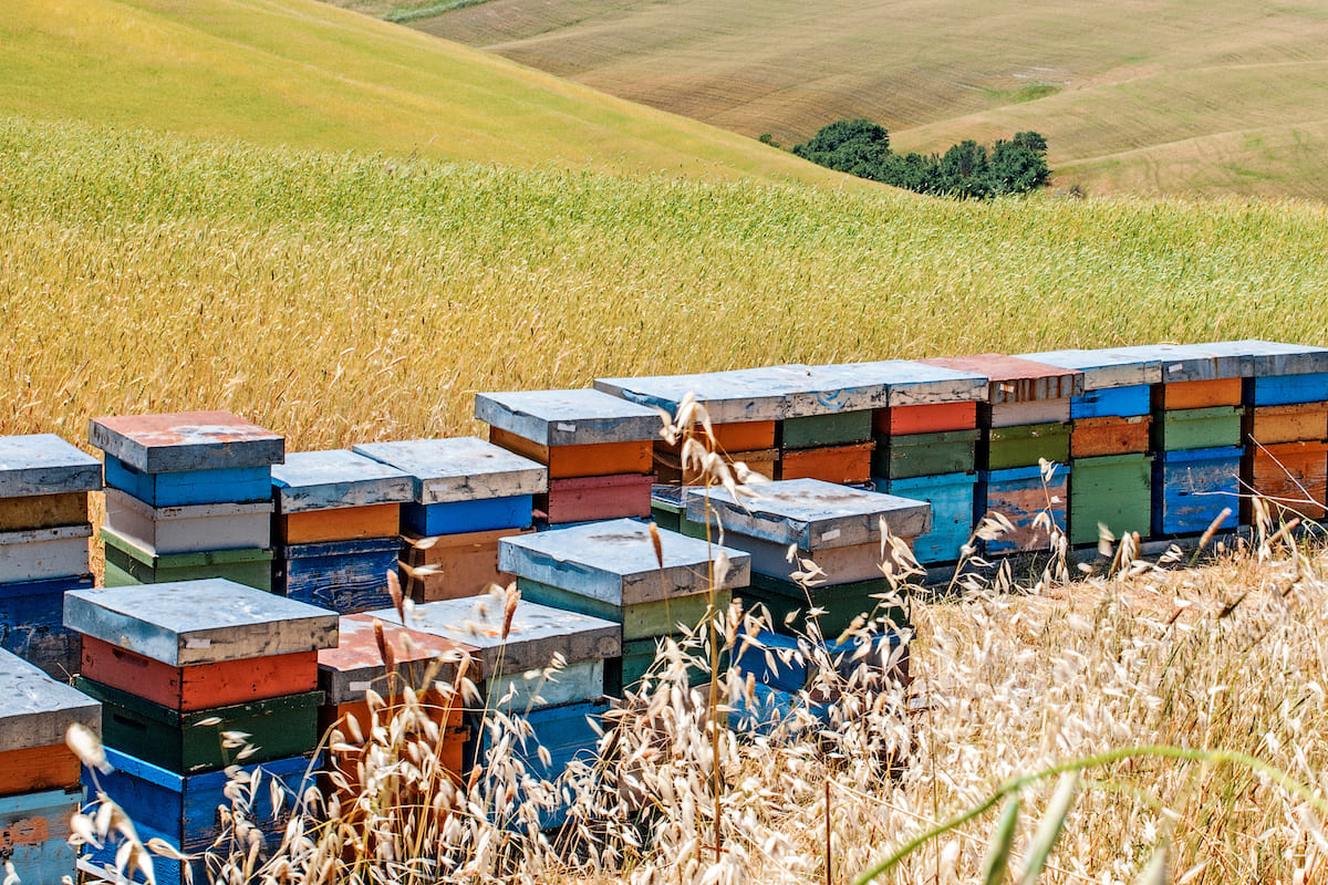 Il bando per l'apicoltura in Umbria