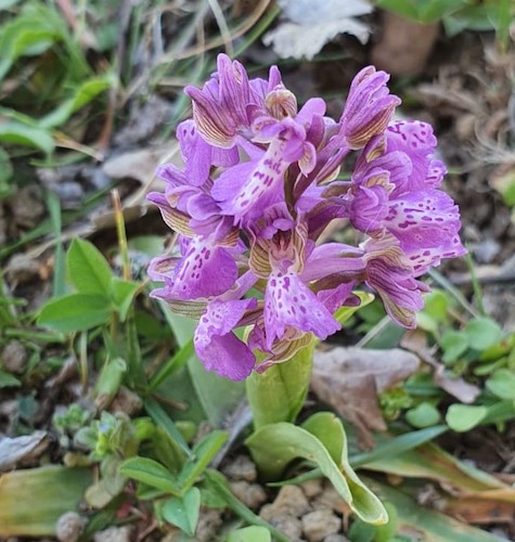 Attenzione alle operazioni di sfalcio: nei prati possono esserci anche le orchidee