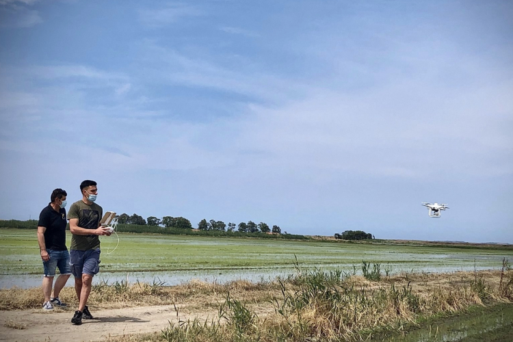 I droni sono stati impiegati per monitorare le risaie