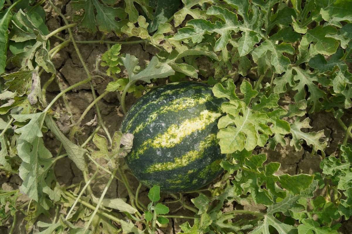 CULTIVERS Concime Biologico Per Gerani E Fiori: 250g Di Pura Energia Naturale (NPK 8-1-5)