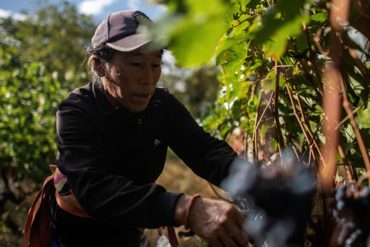 Le uve con cui si produce Ao Yun crescono a 2.600 metri sul livello del mare