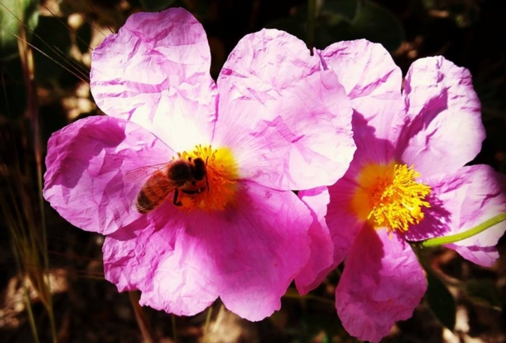 Un'ape operaia su un fiore di cisto