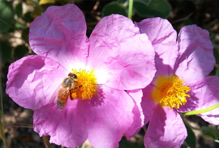 Un'ape su un fiore di cisto