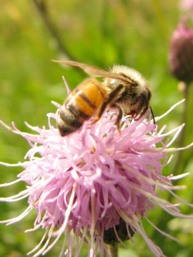 L'apicoltura - 170 milioni di giro d'affari in Italia - consente nel Paese l'impollinazione che determina una produzione di cibo per 2 miliardi di euro
